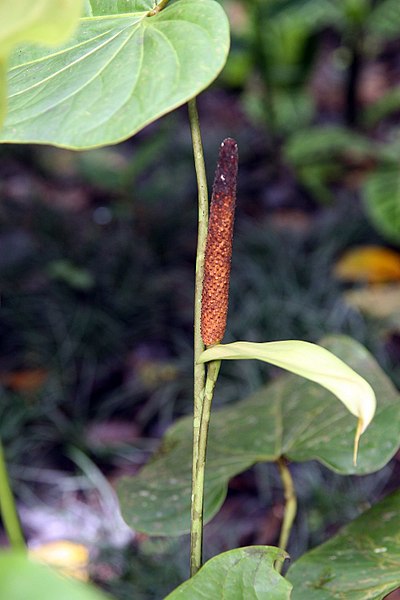 File:Pitcairnia atrorubens 0zz.jpg