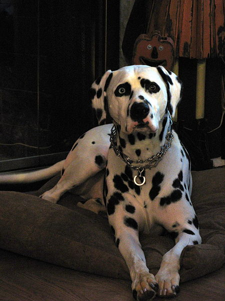 File:Pitstop, my brother-in-law's Dalmation.jpg