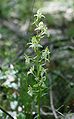 Platanthera chlorantha Turkey - Prov. Bolu