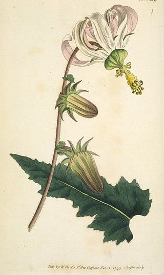 <i>Michauxia</i> Genus of flowering plants