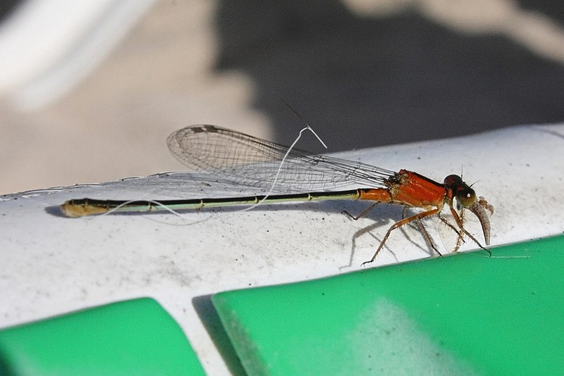 File:Playa Larga Damselfly (Zygoptera sp?) (8575064238).jpg