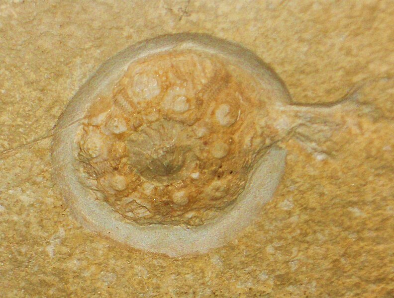 File:Plesiocidaris cervicalis 2.jpg