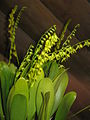 Pleurothallis ghiesbreghtiana2.jpg