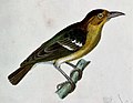 Миниатюра для Файл:Ploceus sanctithomae - Beitrag zur Ornithologie Westafrica's (cropped) (cropped).jpg