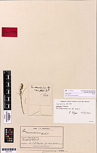 Poa ramosissima Hook.f. (AM AK1793).jpg