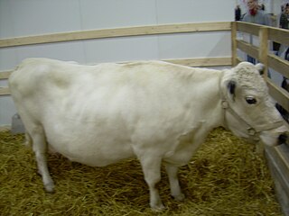 <span class="mw-page-title-main">Northern Finncattle</span> Breed of cattle