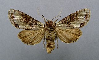 <i>Polia hepatica</i> Species of moth