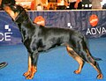 Polish Hunting Dog, black & tan