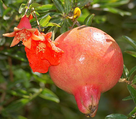 Pomegranate flower and fruit, mentioned as a fruit in paradise in the Quran (55:68). Therefore, it is used as an ingredient in a dessert (Ashure) used to commemorate prophetic events.