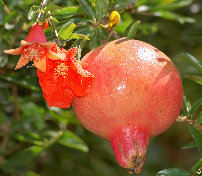 File:Pomegranate flower and fruit.jpg