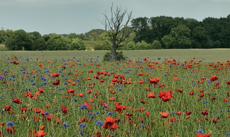 File:Poppies... - Flickr - liebeslakritze.jpg