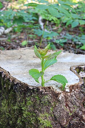 Populus shoot.jpg