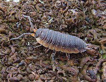 Porcellio scaber