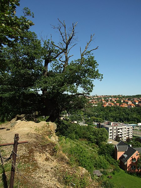 File:Praha, Motol, Poštovka, strom na skále.JPG