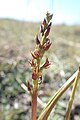 Prasophyllum colensoi New Zealand - Canterbury Tekapo