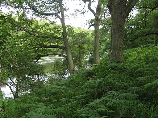 Pressmennan Wood - geograph.org.uk - 2577340