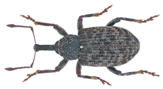 <i>Procas</i> (beetle) Genus of beetles