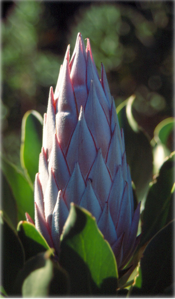 File:Protea cynaroides.png