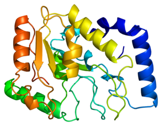 <span class="mw-page-title-main">Uracil-DNA glycosylase</span> Enzyme that repairs DNA damage