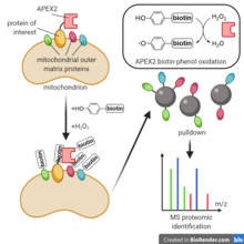 Mitochondrial outer membrane proteins are identified via proximity labeling. Proximity labeling proteomics of mitochondrial outer membrane.png