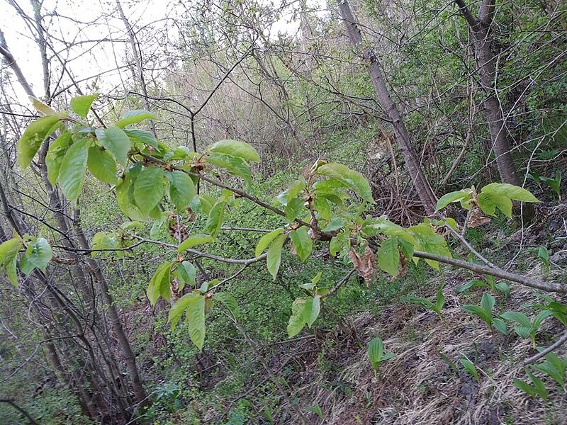 File:Prunus sp. (Rosaceae) 03.jpg