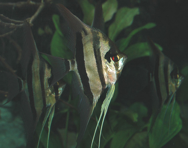 File:Pterophyllum scalare (freshwater angelfish) 1 (15719206915).jpg
