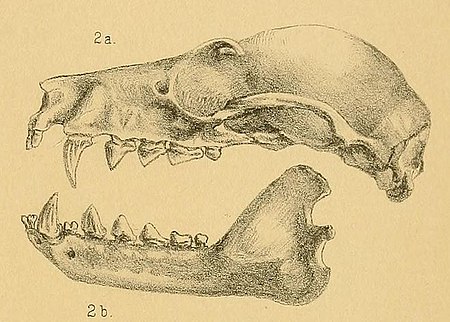 Pteropus admiralitatum