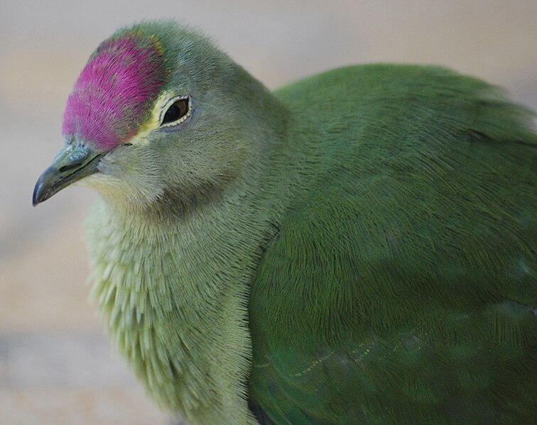 File:Ptilinopus greyii -mainland of New Caledonia- sub-adult -6.jpg