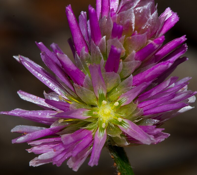 Мелколепестник grandiflorus