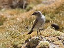 aves De Argentina