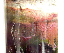 Purple bacteria grown in Winogradsky column Purp d winogradsky.jpg