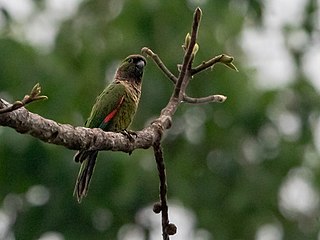 <span class="mw-page-title-main">Black-capped parakeet</span> Species of bird