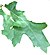 Quercus buckleyi leaf.jpg