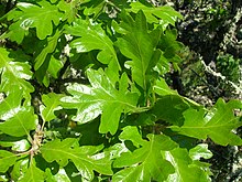 Quercus garryana 1 (Braubücher).jpg