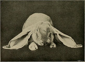 Rabbit - French Lop breed.jpg