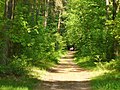 Rahnsdorf - Waldweg (Woodland Path) - geo.hlipp.de - 36817.jpg