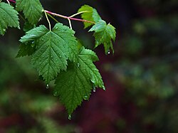 Some rain collecting on an acer leaf. Rain drops 2 bg 20090606.jpg