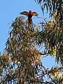 Lorikeet