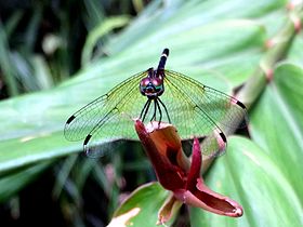 Rainforest Elf 01090317.jpg