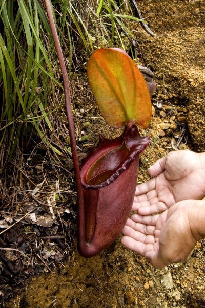 A typical terrestrial pitcher