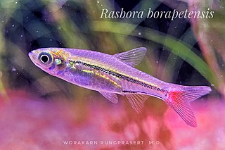 <span class="mw-page-title-main">Blackline rasbora</span> Species of fish