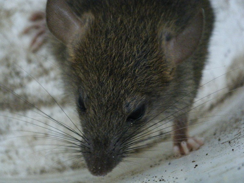 File:Rat in a suburban Vancouver driveway.jpg