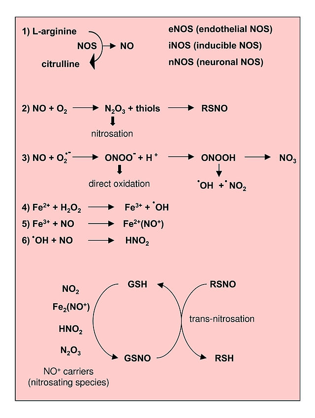 Reactions leading to generation of Nitric Oxide and Reactive Nitrogen Species. From Novo and Parola, 2008.