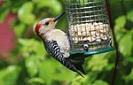 Thumbnail for File:Red-bellied Woodpecker with peanut halves.jpg