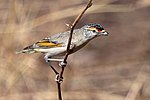 Thumbnail for Red-browed pardalote