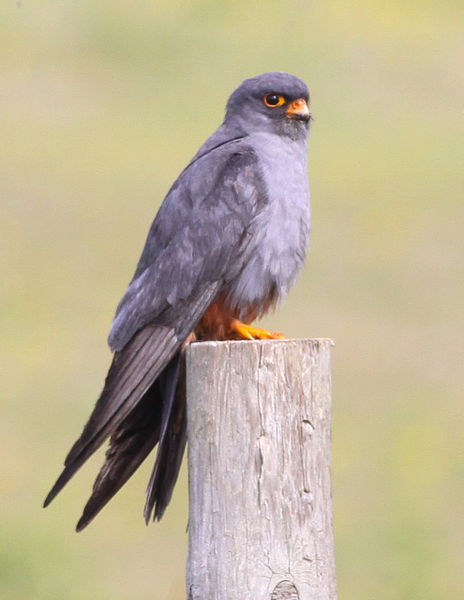 Image result for Red-footed falcon