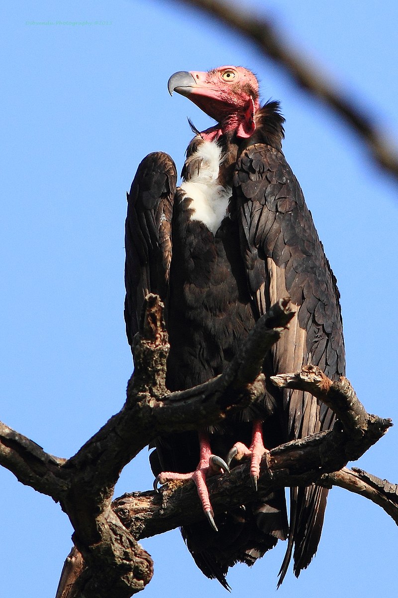 Red-headed vulture - Wikipedia