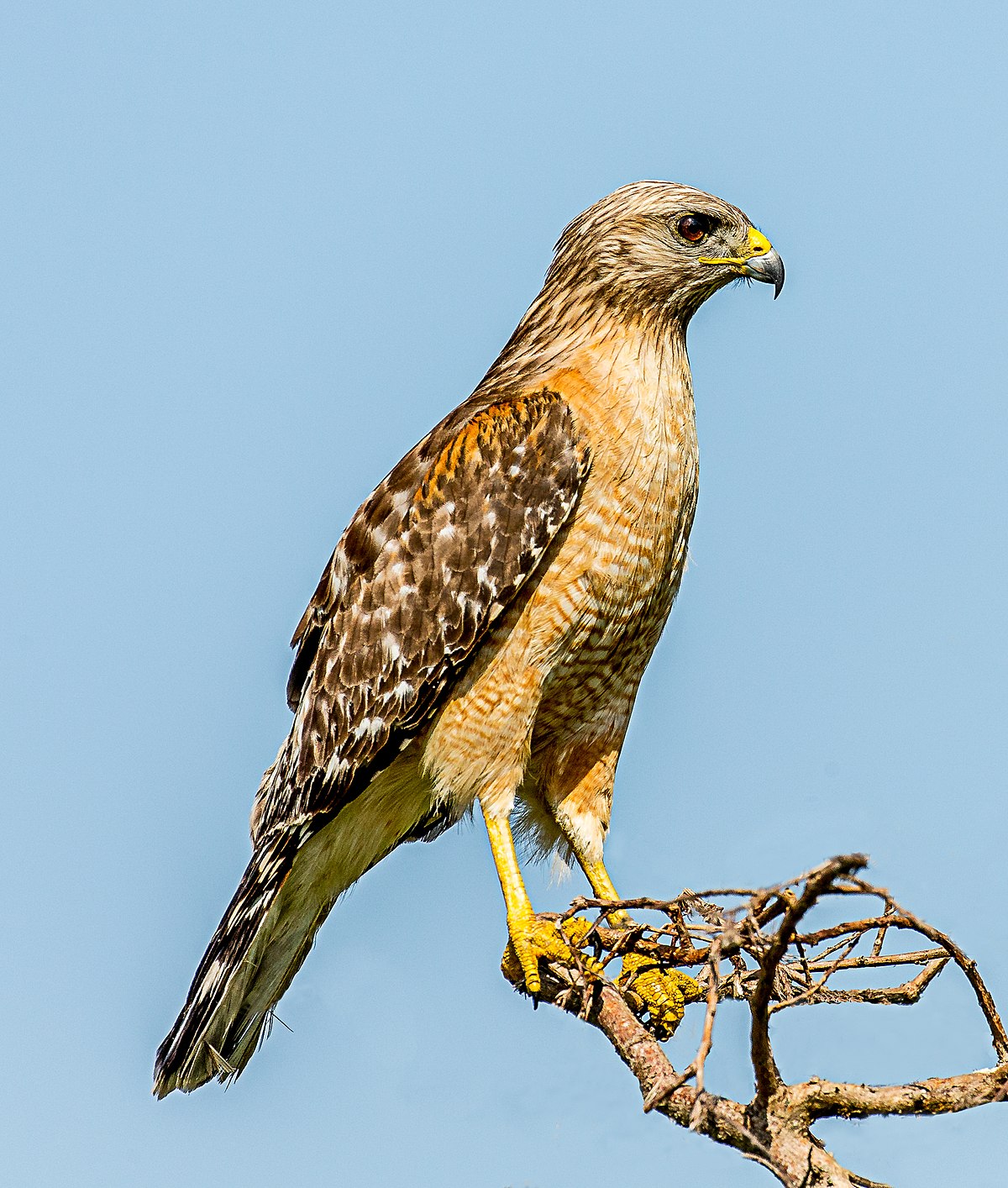 Utah Bird Profile - Common Black-Hawk