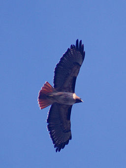 256px-Red-tailed_hawk_in_flight How To Make The Natural World More A Part Of My Life