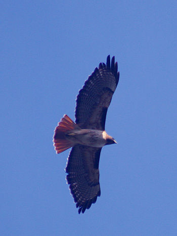 English: red-tailed hawk